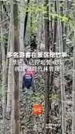 多名游客在琅琊山景区挖竹笋 景区：已拉起警戒线 将加强对竹林管理