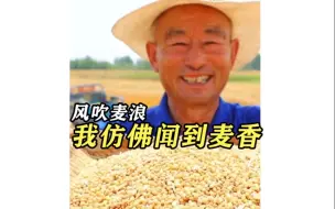 风吹麦浪 诗画山东 隔着屏幕仿佛闻到了小时候的麦香