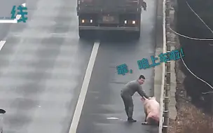 高速路上滚落大肥猪 路过司机倒车将它捡起 交警：扣12分 罚200
