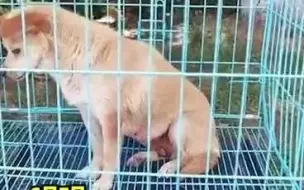 一脸不开心！为防止打扰考生，流浪校犬高考期间被关禁闭