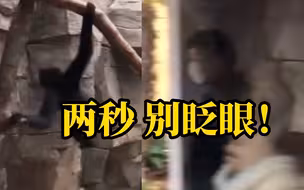 两秒！长臂猿真猿演绎 教科书上从猿到人直立行走图 “进化”过程被记录