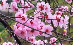 【美人梅盛开惊艳春日时】近日，杭州市美人梅盛放。在拱宸桥附近，美人梅绽放的花朵犹如翩翩飞舞的粉蝶，挂满枝头，惊艳了春日时光。一起欣赏！（新华社）