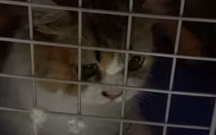蔡英文“爱猫人设”崩塌！民进党当局冷血安乐死154只走私猫