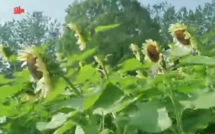 爱花就不该破坏！不文明游客在奥森公园花盘上抠笑脸