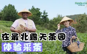 戳视频！在最北露天茶园体验采茶