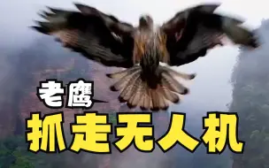 完整过程曝光！记者航拍时无人机被老鹰“抓走” 最后也没找回来