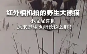 红外相机拍的野生大熊猫，小屁屁浑圆，原来野生也能长这么胖！
