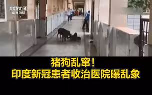 猪狗乱窜！印度新冠患者收治医院曝乱象