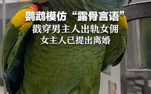 鹦鹉模仿“露骨言语”戳穿男主人出轨女佣 女主人已提出离婚