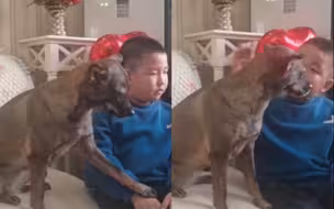 可可爱爱！狗狗现场主动教小男孩撸狗 怕狗萌娃“被迫”营业