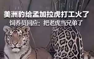 美洲豹给孟加拉虎打工火了，饲养员回应：把老虎当兄弟了