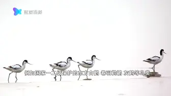 候鸟来了！ 监测站工作人员的私藏照