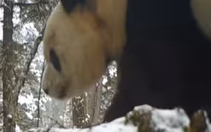 一定是特别的缘分！大熊猫和金丝猴，在同一个山坡出没