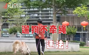 注意！5月1日起实施，遛狗不拴绳将被视为违法