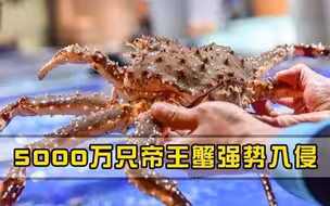 危险信号传来，5000万只帝王蟹入侵，每吃一只帝王蟹就是在拯救世界