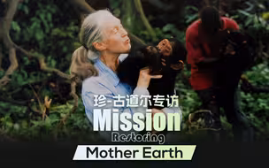 你还记得课本上的珍·古道尔吗？