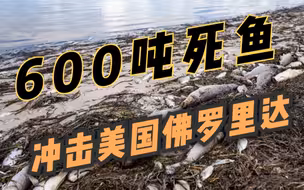 美国佛州遭遇赤潮 当地政府清理死鱼逾600吨