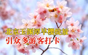 北京玉渊潭早樱绽放引游客打卡，是北京今春亮相最早的一批樱花