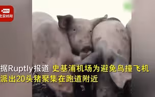 二师兄来帮忙！荷兰一机场用猪避免飞机撞鸟