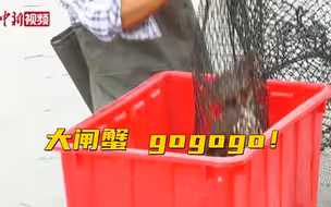 咳咳！你准备好了没？阳澄湖大闸蟹进入长块头的冲刺阶段！