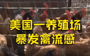 美国艾奥瓦州扑杀110万只蛋鸡