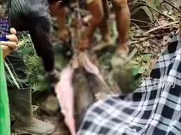 惊悚一幕！印尼一失踪妇女被发现在巨蟒腹中