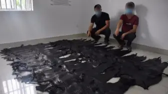 云南查获1213张鳄鱼皮铺满球场