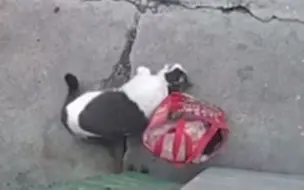 可可爱爱!邻居把物品放门口 猫咪当起“守护者” 网友快奖励小鱼干