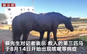 下海救人的第三匹马出现咳嗽症状 正接受治疗