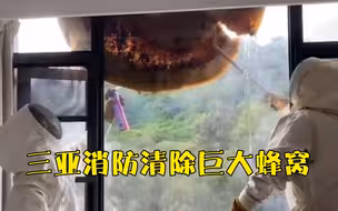 蜂蜜哗哗流！三亚消防清除巨大蜂窝，现场下起“蜂蜜雨”