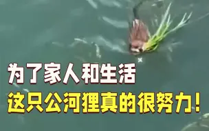 为了家人和生活，这只公河狸鼠真的很努力！