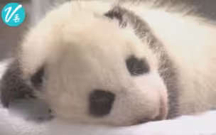 日本和歌山县公开9月出生的大熊猫宝宝称重，宝宝已经长大到2080克啦！