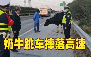 麻药失效，奶牛“跳车”摔落高速