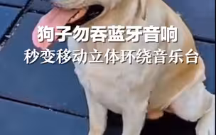 狗子勿吞蓝牙音响，秒变移动立体环绕音乐台