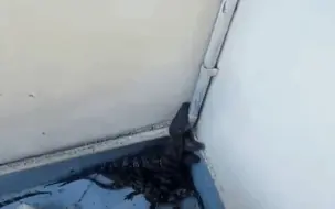 出租屋里租客怪异惨叫引来突袭搜查，警方破门而入发现蹊跷
