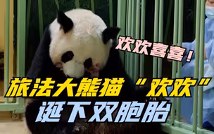 旅法大熊猫“欢欢”诞下双胞胎