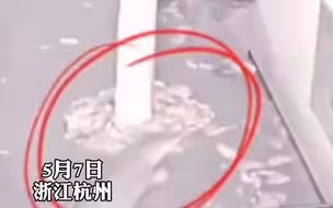 杭州金苑山庄出现的豹子系杭州野生动物园世界出逃！目前动物园已关园！