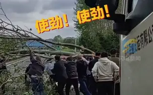 大风刮倒大树阻断高速 山东大汉齐心协力清除路障