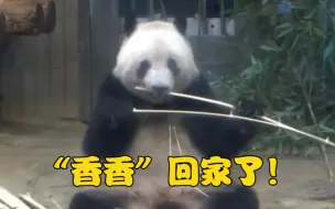 为期一个月的隔离结束后，“香香”将与观众见面！