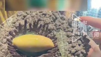 用大象粑粑做甜品的餐厅已停业