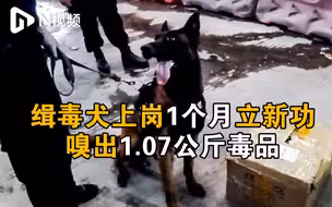 云南瑞丽缉毒犬上岗1月立新功，精准嗅出毒品1.07公斤