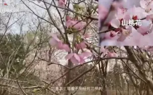 拍照发朋友圈小心露怯，看视频一眼识别山桃和樱花