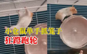 仓鼠单手抓笼子狂蹬跑轮，主人：它想越狱来着