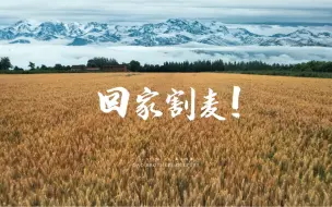 乡党们，该回家割麦了！