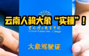 云南一高校给新生发大象驾驶证，网友：云南人骑大象上学“实锤”了