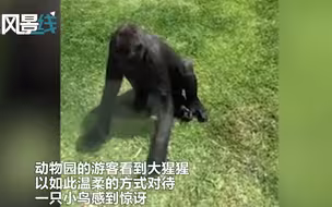大猩猩界的“暖男”：为了帮助受伤小鸟起飞 轻轻托起脚动作轻柔小心翼翼