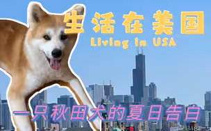 一只秋田犬的夏日告白