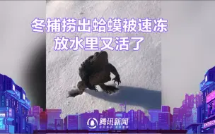 女子冬捕捞出一只蛤蟆 蹦哒两下瞬间被冻成雕塑
