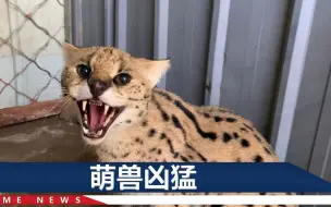 北京房山一只薮猫获救！曾被误认成豹子：脑袋小小，四肢长长