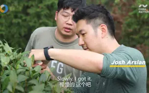 第三只眼看杭州 英国小哥采茶忙